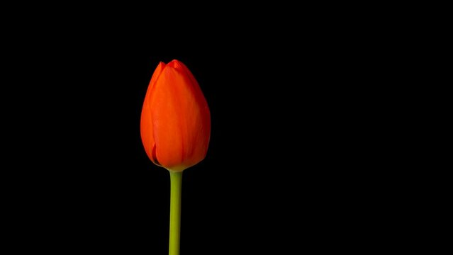 single red tulip flower opening, time lapse