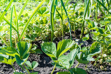 Green strawberry leaves in sunny garden. Growing berries on bed. Ecofarm for production of vegetables and fruits