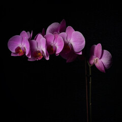 Abstract  Phalaenopsis Orchid flower