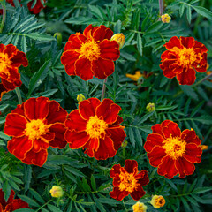 Orange Tagetes in autumn garden. French marigold bright yellow red flowering plant, ornamental petal. Flower bed in city park. Buds among green foliage. - 498568859