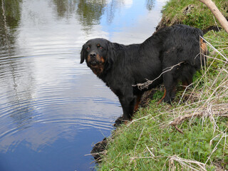 Close-up shot of a black scottish setter standing on a grass right next to a lake.