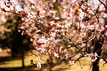 Spring flowers on blooming apricot tree branch. Apricot tree in bloom against blue sky