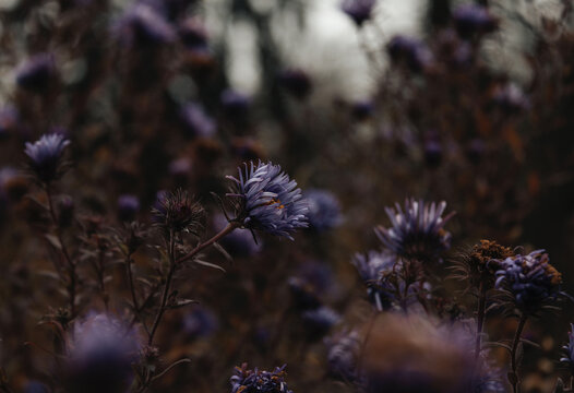 Closeup of tender purple sheep's-bit(Jasione montana) flowers in a field in their full bloom