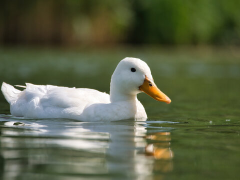 sideview of a white duck in a pond on a sunny day from a long angle