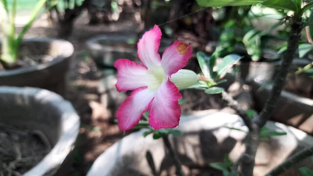 Adenium arabicum flower. It&nbsp;is a species of succulent plant commonly used for&nbsp;bonsai.
Its other names desert rose, Adenium obesum,&nbsp;Adenium and Adan bush. Beautiful pink flowers.