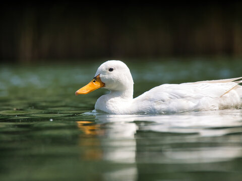 sideview of a white duck in a pond on a sunny day from a long angle