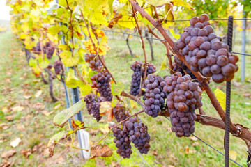 Grapes in autumn vineyard, Southern Moravia, Czech Republic