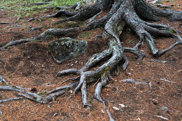 Tangle of coniferous roots on ground covered with yellow dry needles. Old tree receives nutrients from soil surface. Branches dried up, lost their bark from weather and wind. 