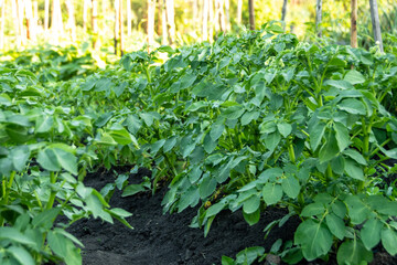 Green potato bushes on bed on sunny day. Beginning of ripening of crop. Growing vegetables in garden in spring.