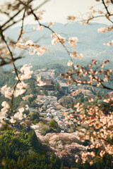 桜の村