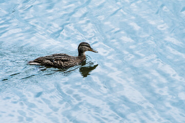 Wild gray ducks swim on lake. Bird watching. Waterfowl Season