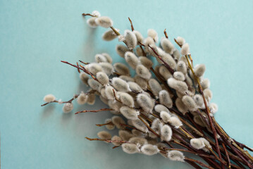 Bouquet of willow twigs on a blue background
