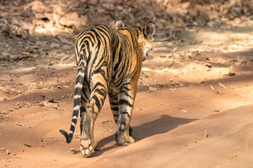 A young tiger walking backwards in the forest