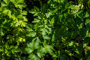 Fototapeta na wymiar Parsley leaves in garden. Growing greens for vegetarian salad
