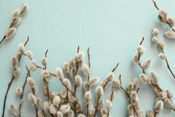Twigs of fluffy willow on a blue background