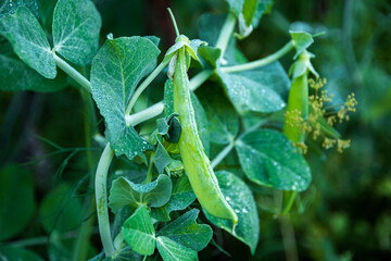 Young fruits of green peas in verdant leaves. Growing vegetables on eco farm. Gardening in spring season