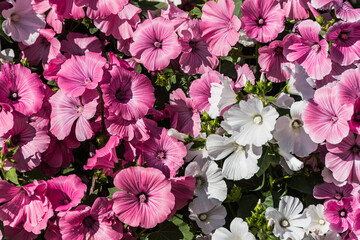 Pink lavatera in summer garden. Flowering bright plants as background. Delicate petals form bell. Florist grows flowers for bouquet.