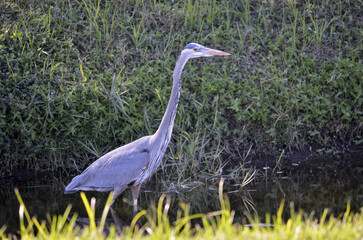 Great blue heron standing in the shallow water among green leaves of water plants in bright sunlight