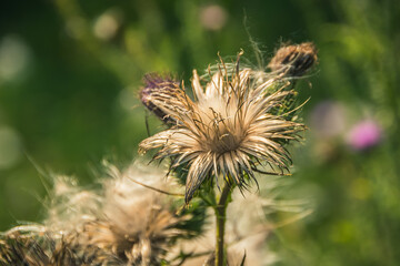 Fluffy burdock inflorescences in wild forest. Dry buds like cotton wool. Spreading seeds in wind.