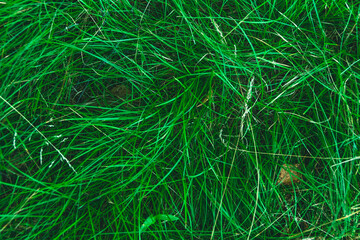 Green grass and leaves as background. Structure of plants and stems. Symbol summer plant, eco natural, growth.