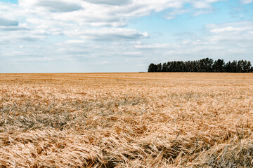 Yellow field of ripe wheat on sunny day. Harvesting of autumn grain harvest. Blue sky on horizon