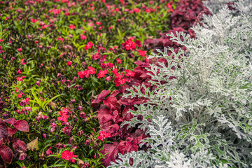 Bright colored flower bed in autumn park. Mix of plants for landscaping city. Creation of natural patterns by landscape designer and florist