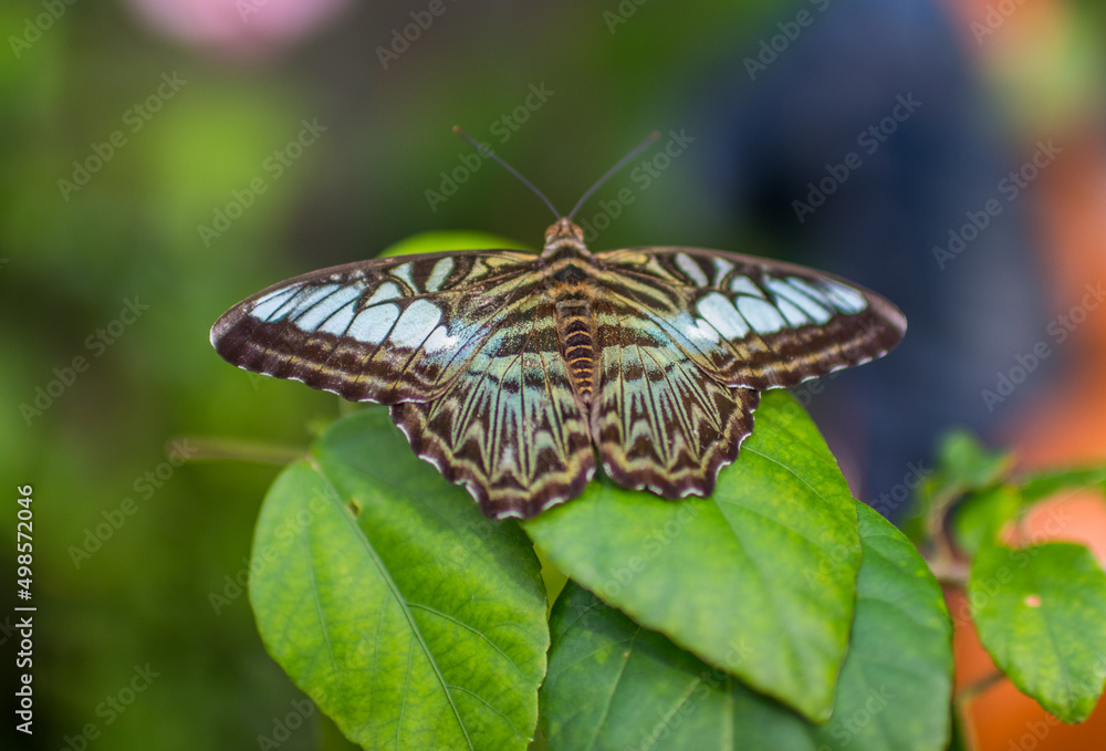 Sticker thai butterfly in the nature