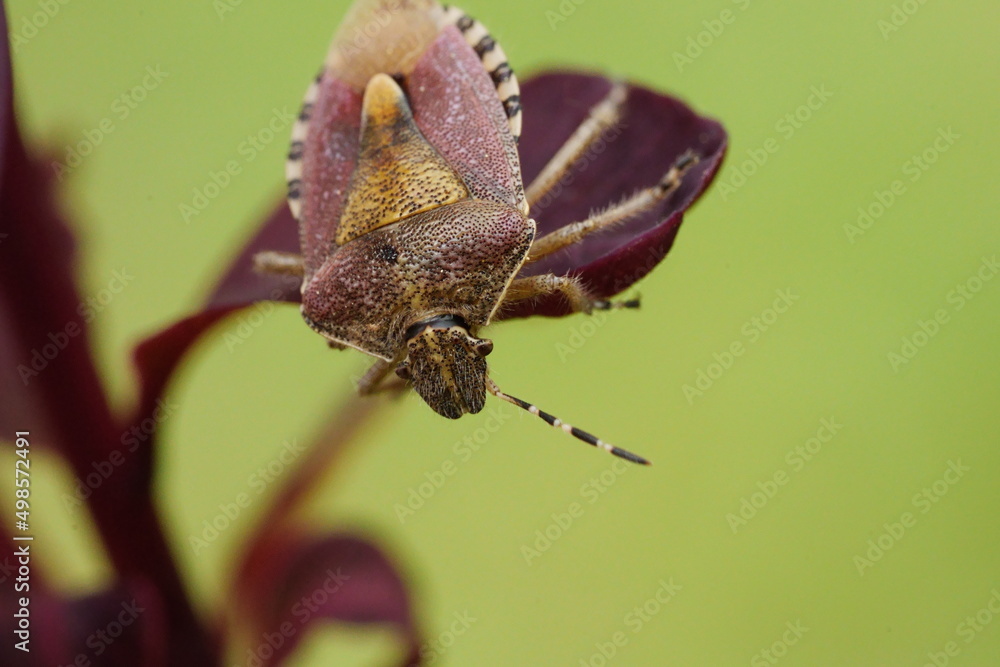 Canvas Prints punaise carpocoris purpureipennis