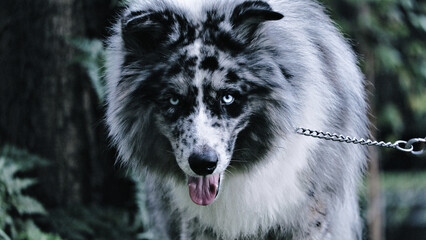 Beautiful rare mixed breed gray dog with blue eyes on a blurred background