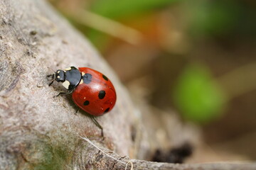 coccinelle