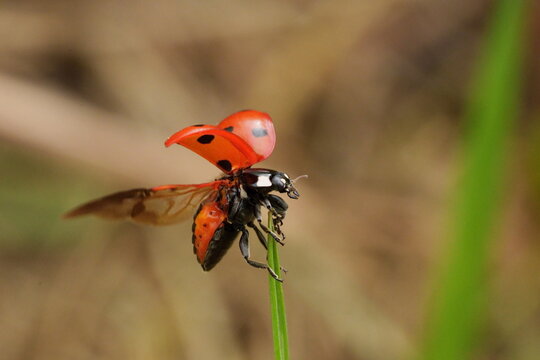 coccinelle