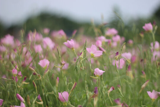 "Pink Evening Primrose" Images – Browse 681 Stock Photos, Vectors, and ...