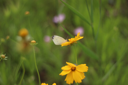Closeup shot of a butterfly settled on the tickseed flower on a blurry background