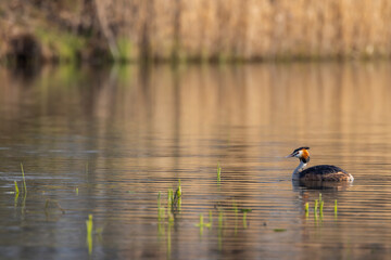 Great Crested Grebe (Podiceps cristatus), Southern Bohemia, Czech Republic