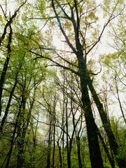 trees in the forest