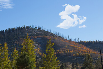 Yellow aspens on a hillside