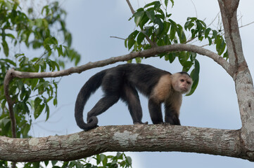 Image of a White-throated or White-faced Capuchin monkey on a tree taken in Gamboa, Panama.