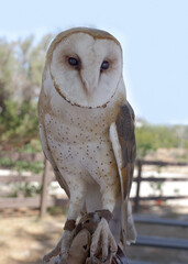 Image of a rescued Barn Owl shown at Vasquez Rocks Natural Area Park in Los Angeles County.