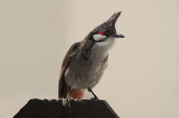 Image of a Red-whiskered Bulbul, Pycnonotus jocosus, shown standing on a fence. This passerine bird is native of tropical Asia.