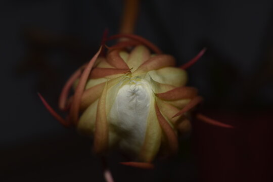 Phyllocactus 이미지 – 찾아보기 1,667 스톡 사진, 벡터 및 비디오 | Adobe Stock