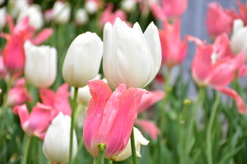 White and pink tulips in the garden