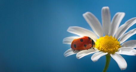 red ladybug on camomile flower, ladybird creeps on stem of plant in spring in garden in summer - 498574215