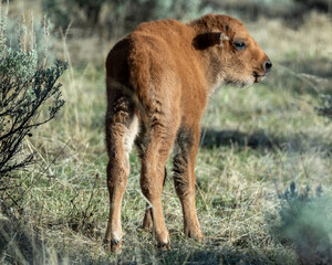 Bison young - red dog