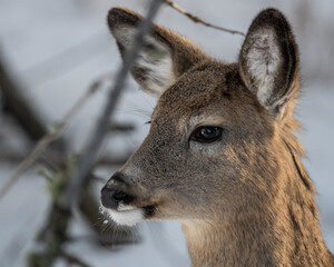 deer portrait
