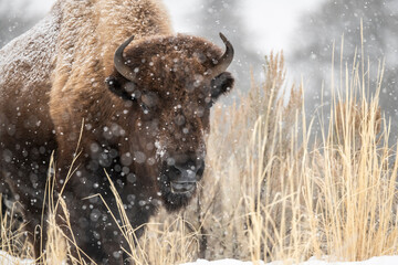 Bison in the snow storm © Penny Hegyi