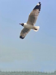 seagull in flight