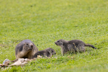 Marmot near Tignes,  Tarentaise Valley, Department Savoie,  Auvergne-Rhone-Alpes region, France