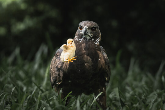 Closeup Shot Of A Hawk Eagle Looking At A Small Chicken Prey In The Air On The Grass In Thailand