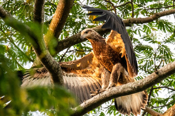 Closeup shot of a Madagascar fish eagle standing on a tree branch with leaves against a light sky