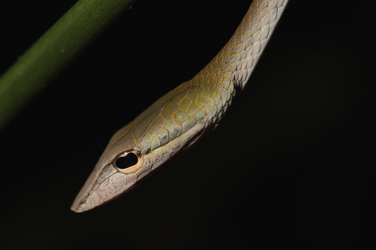 Closeup detail shot of a Ahaetulla prasina Snake with dark background